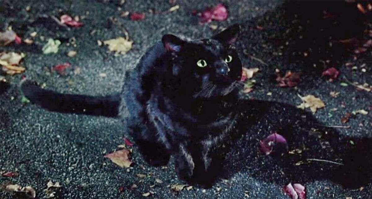 Hocus Pocus: Thackery Binx as cat
