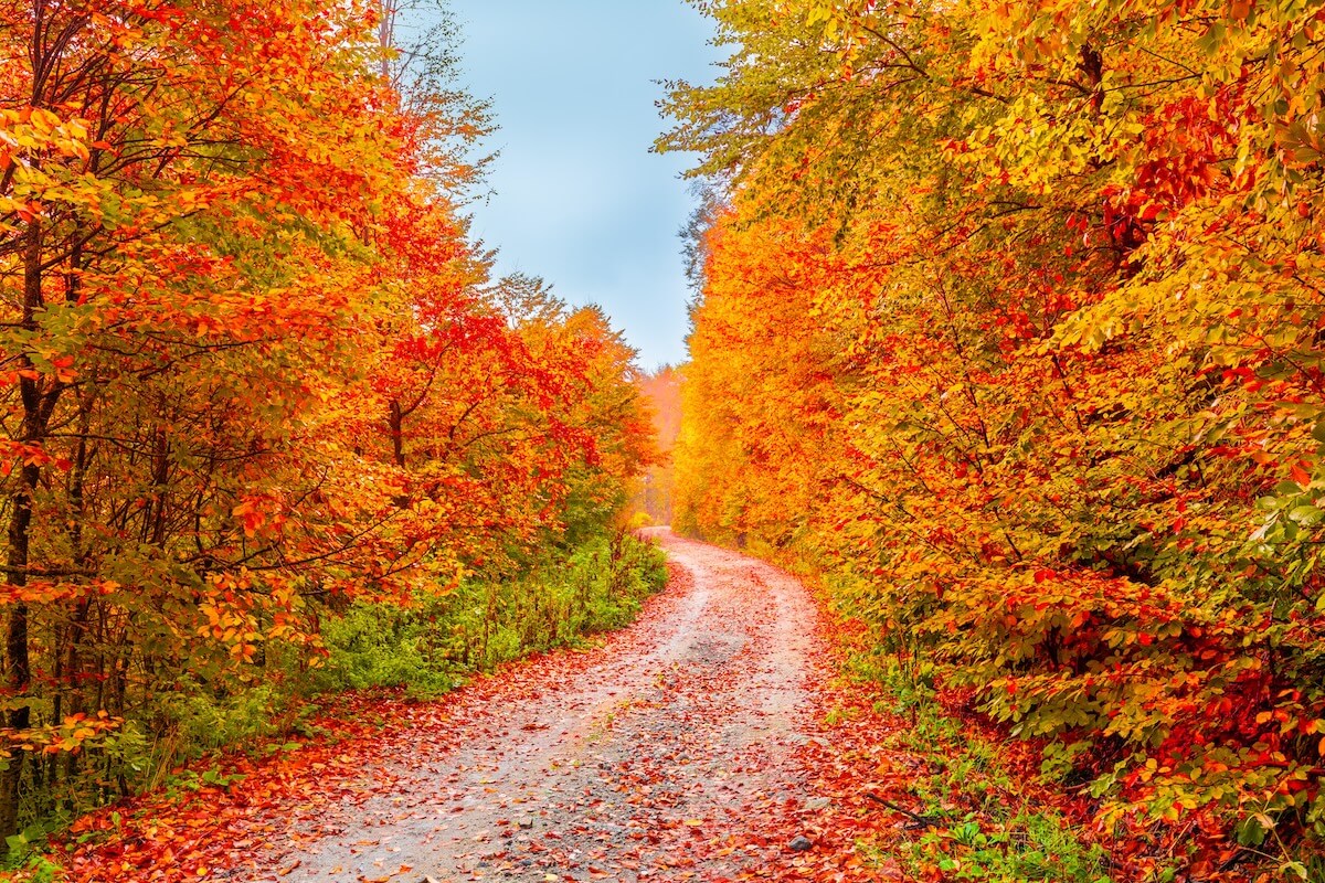 Shutterstock: Autumn landscape in beautiful forest with colorful trees. colorful leaves of fall in nature. autumn season in japan. Road scenery in the jungle on mountain. Beautiful autumn colors. Autumn background.