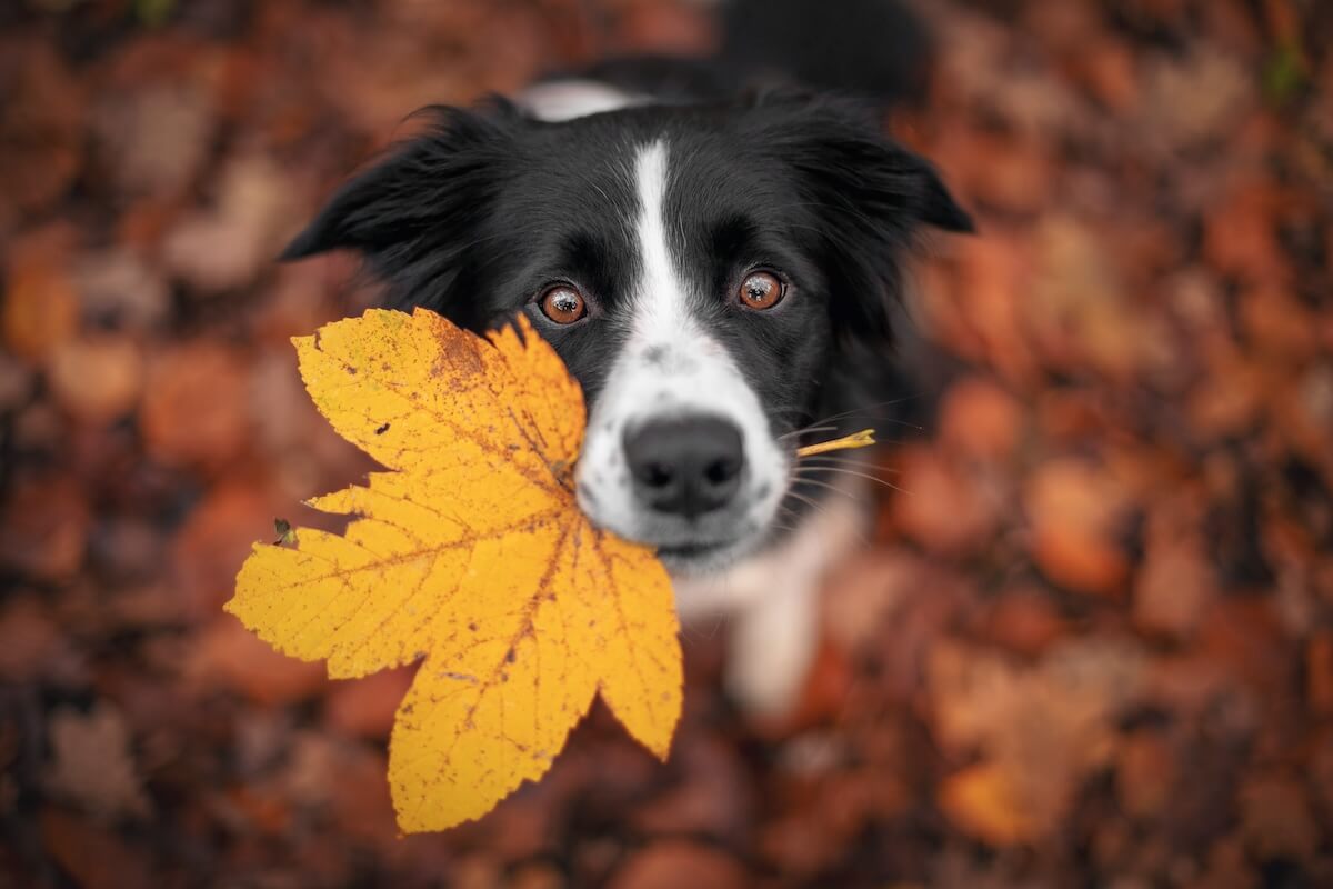 Shutterstock: Border Collie dog is holding a leaf with his mouth and looking from the down above.
