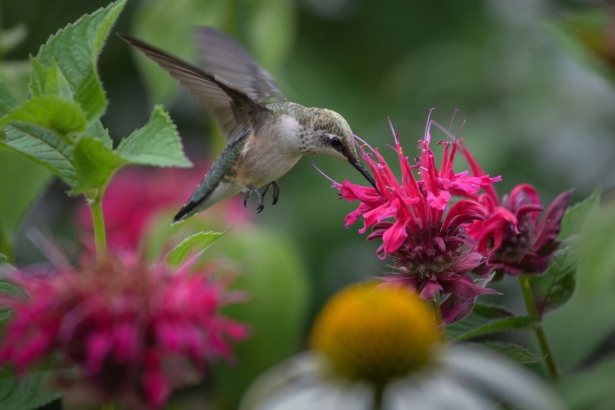 Shutterstock: A female ruby throated hummingbird drinks from beebalm