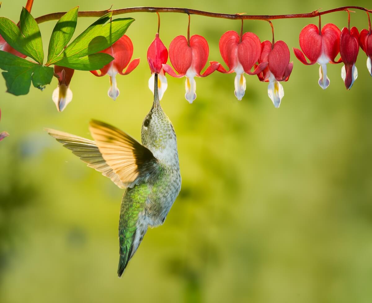 Shutterstock: A photograph of a female hummingbird visiting bleeding heart flowers