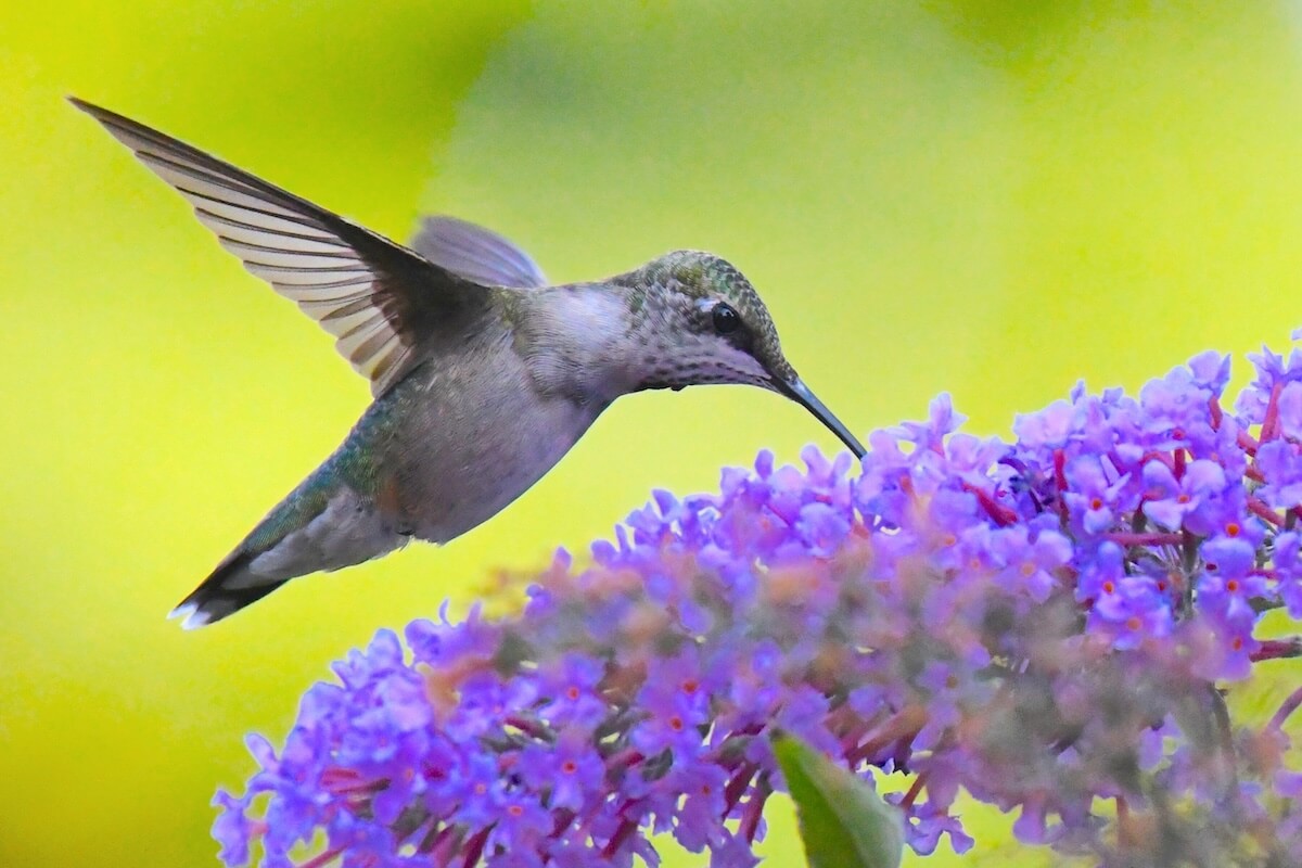 Shutterstock: Ruby-throated hummingbird hovering on a butterfly bush flower