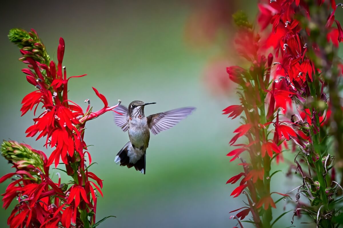 Shutterstock: Juvenile male Ruby-throated Hummingbird (rchilochus colubris) feeding on a cardinal flower (Lobelia cardinalis).
