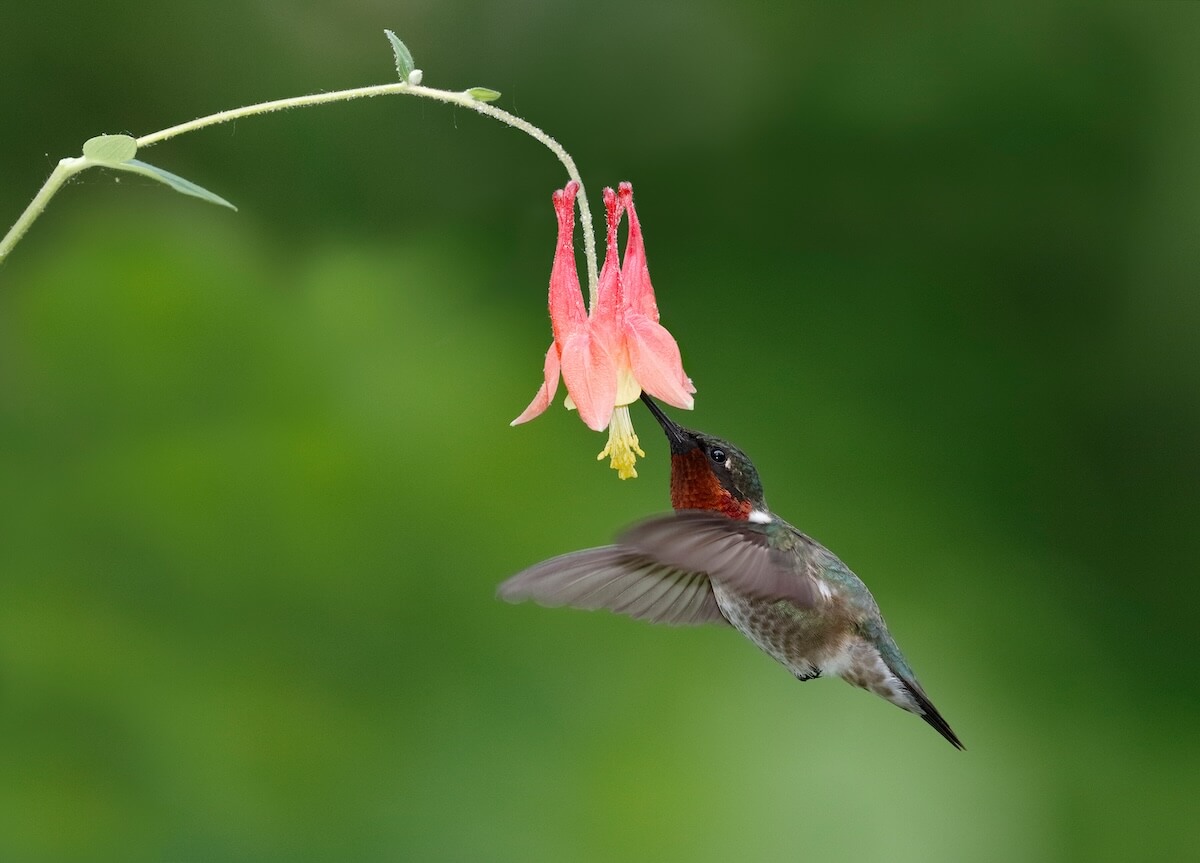 Shutterstock: Male Ruby-throated Hummingbird (Archilochus colubris) feeding at a Wild Columbine flower - Ontario, Canada