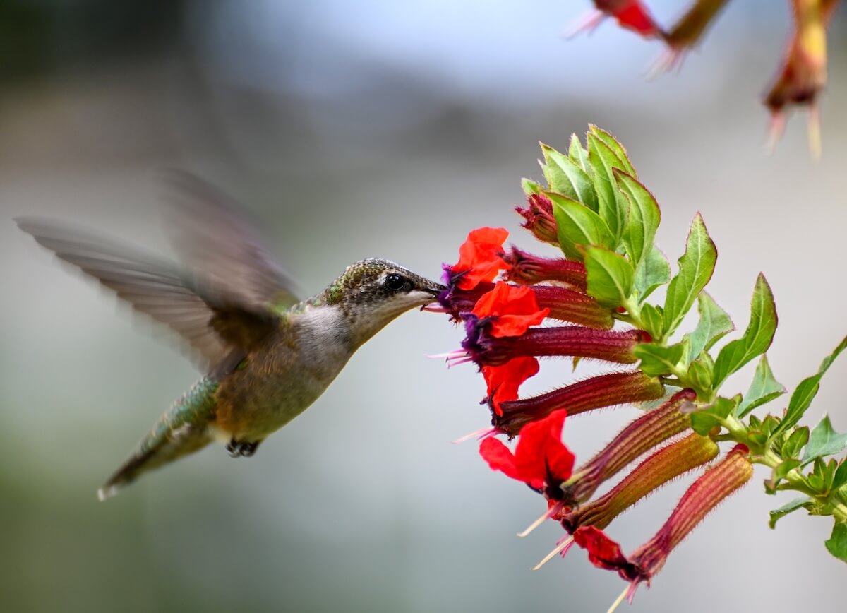 Shutterstock: A closeup of a dainty little hummingbird flying in for some nectar from a Bat-faced flower on a warm summer day on the North Fork of Long Island, NY.