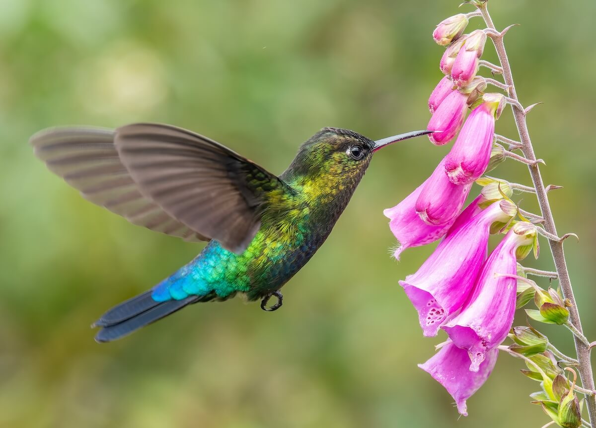 Shutterstock: a side shot of a fiery-throated hummingbird feeding on a foxglove flower at a garden in the cloudforest of costa rica