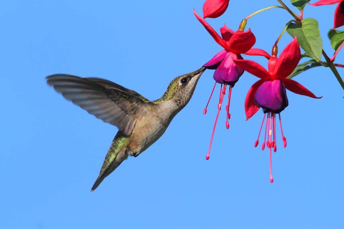 Shutterstock: Juvenile Ruby-throated Hummingbird (archilochus colubris) in flight at a fuschia flower with a blue background