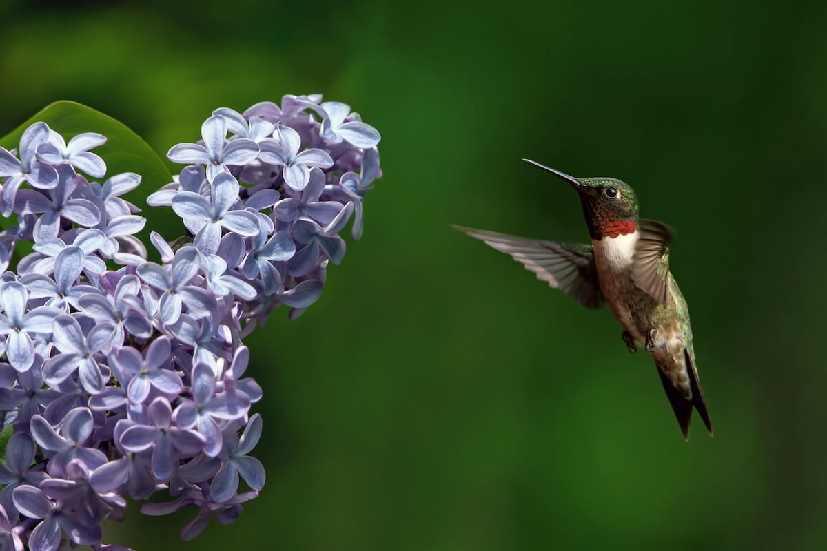 Shutterstock: Ruby throated hummingbird and lilac bloom