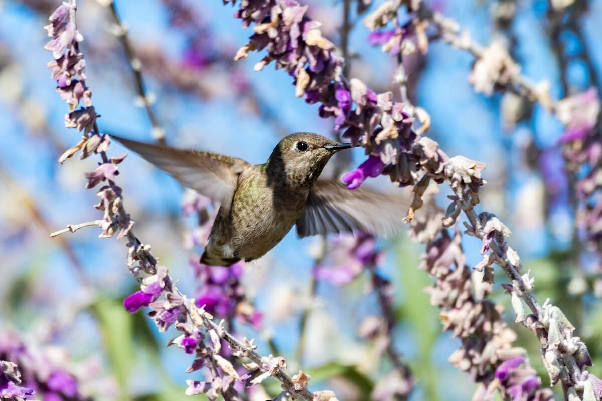 Shutterstock: Rufus Hummingbird facing forward flutters wings rapidly to hover at the lupine wildflower with beak inserted deep.