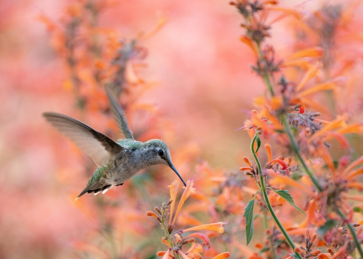 Shutterstock: Hummingbird at a hummingbird mint plant
