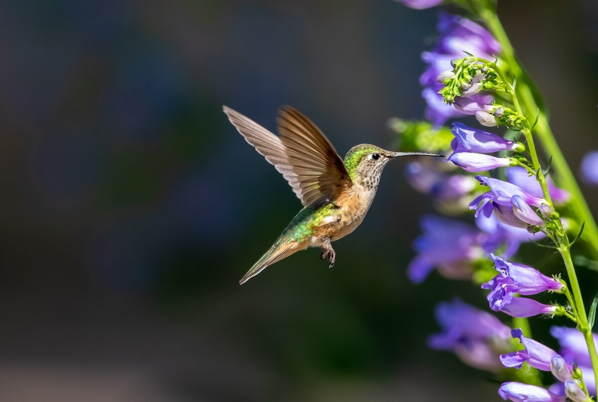 Shutterstock: A female Broad-tailed Hummingbird approaching a Rocky Mountain Penstemon flower stalk with upright wings against a dark background.