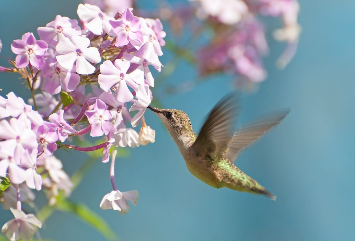 Shutterstock: Bird. Ruby throated hummingbird, female, in motion at phlox flowers.