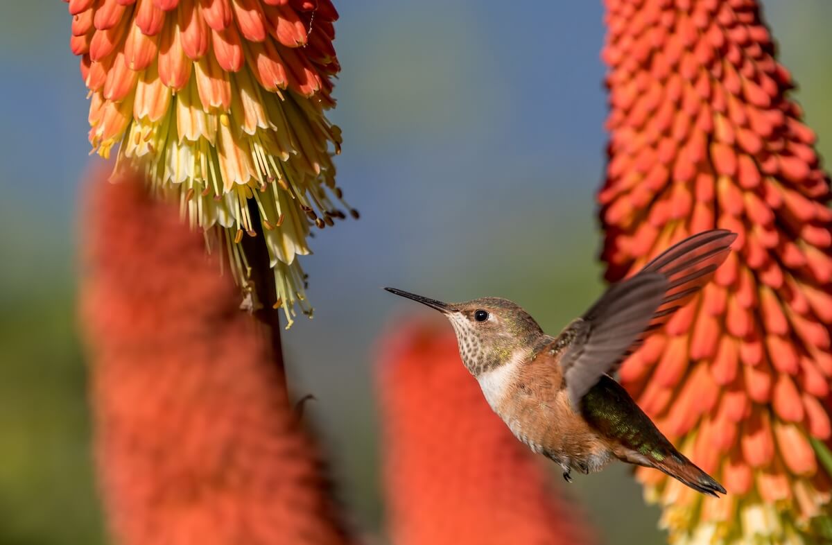 Shutterstock: An Anna's hummingbird Calypte anna sips nectar from a torch Lilly plant Kniphofia .