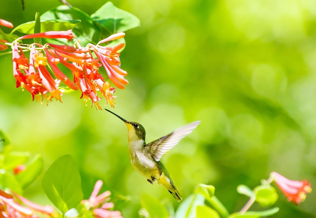 Shutterstock: Female ruby-throated hummingbird near trumpet honeysuckle vine with bright green background