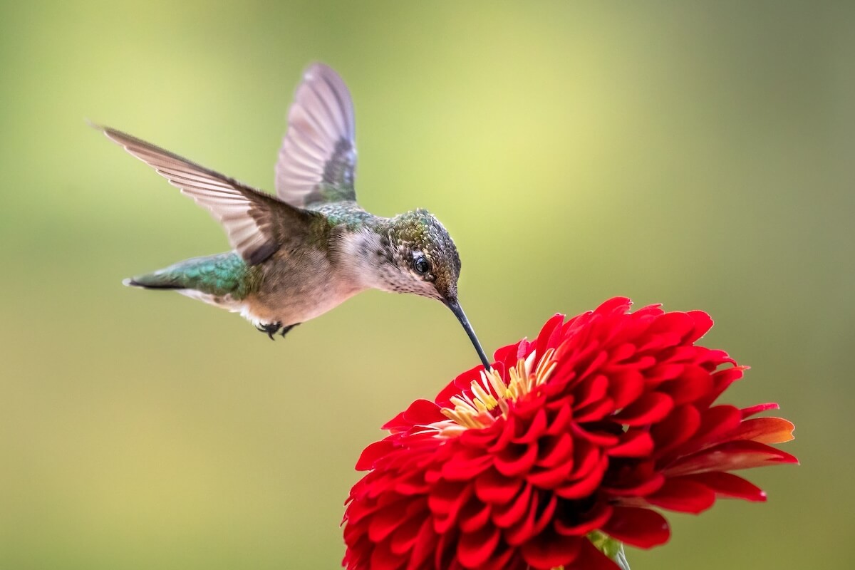 Shutterstock: A female Ruby Throated Hummingbird feeds on a vivid red Zinnia blossom.