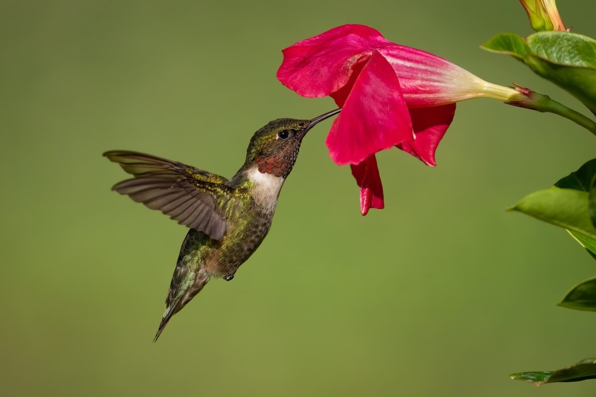 Shutterstock: A ruby-throated hummingbird gathering nectar from petunias.