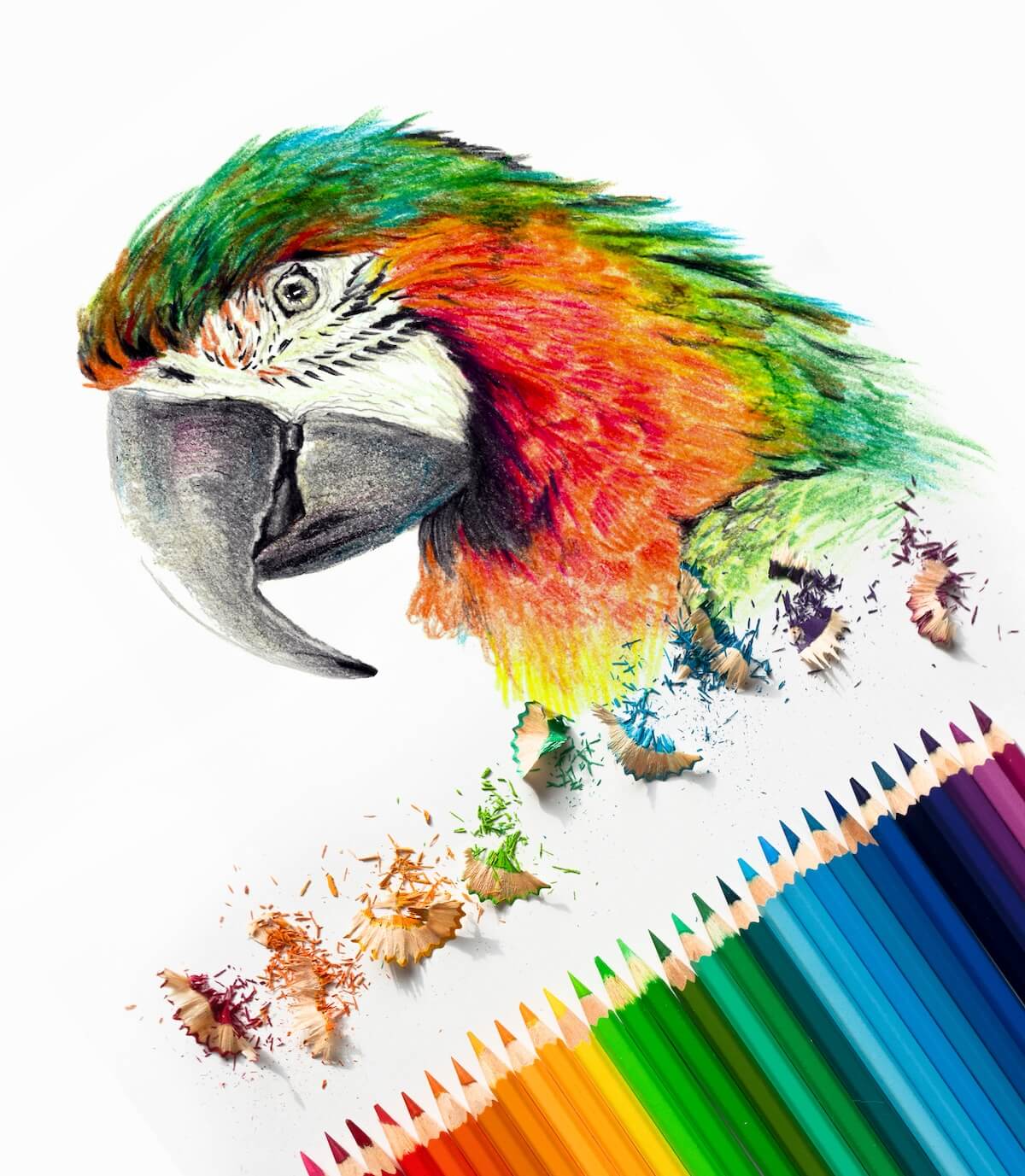 Shutterstock: Color drawing of a macaw parrot head on white background. Colored watercolor pencils, photography art materials. Sketch in progress