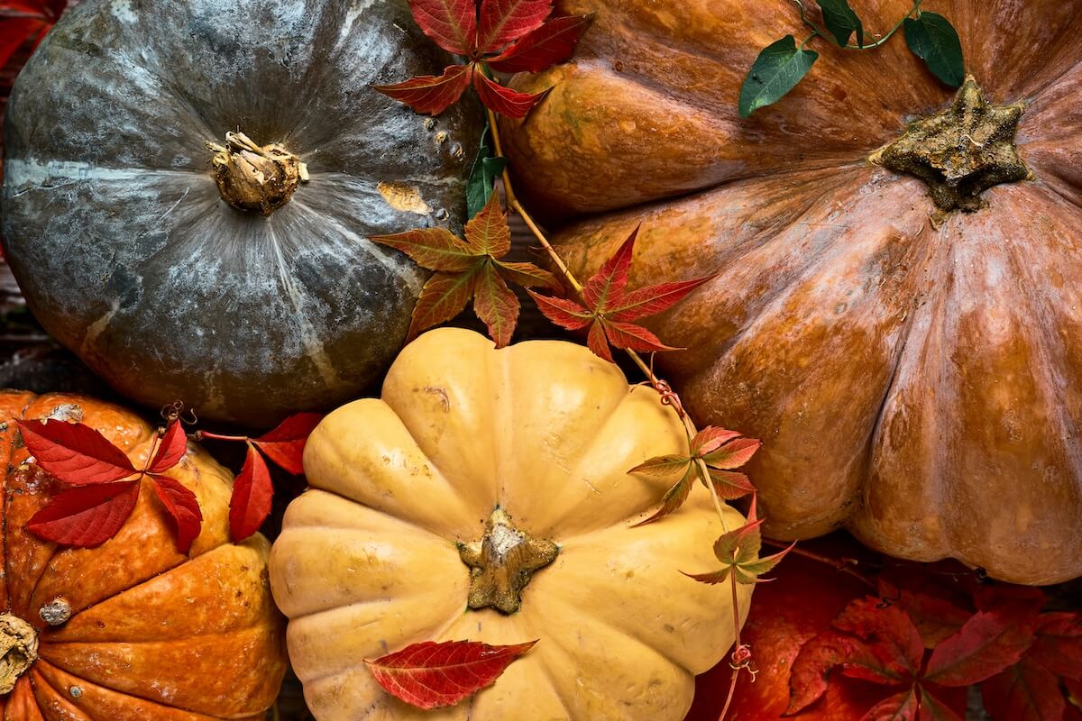 Shutterstock: Pumpkins are laid out on the table and decorated with willow leaves, top view of the autumn fruits. Autumn harvest, halloween, thanksgiving or samhain. Postcard for the screen